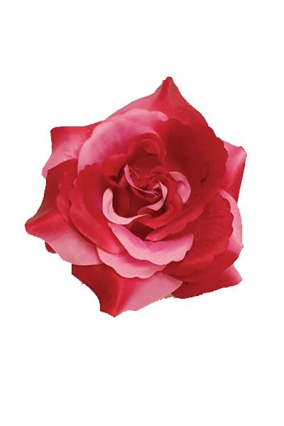 5" Rose (8 colors) - Pure Flamenco